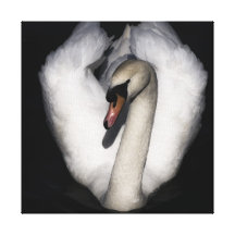 Cisne branca impressão de canvas envolvidas