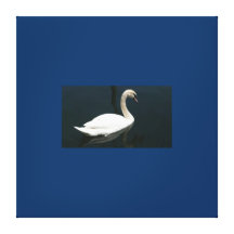Cisne graciosa em canvas impressão de canvas envolvidas