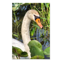 Cisne Impressão Fotográfica
