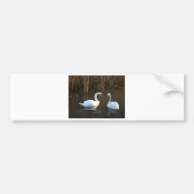 cisnes adesivo