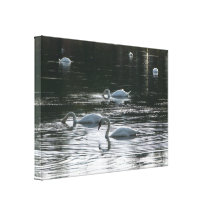 Cisnes que alimentam, lago park de Roath, Cardiff Impressão Em Canvas