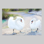 Cisnes Swooning pôsteres