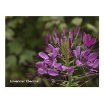 Cleome de Lavendar, Cleome da lavanda Cartão Postal