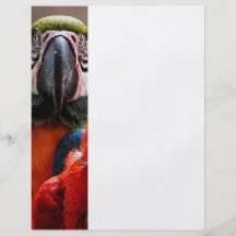 Close up de dois papagaios panfletos