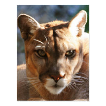 Close up do puma cartao postal