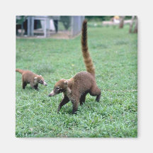 Coatis Imãs De Geladeira