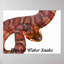 Cobra de água unido poster