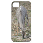 Cobrir do iPhone do antílope de Pronghorn iPhone 5 Capa