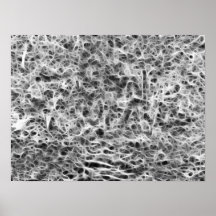 Cobwebs Poster