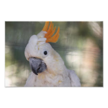 Cockatoo com crista amarelo - impressão impressão de fotos