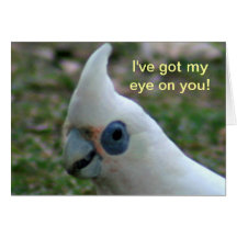 Cockatoo Eyed azul Cartao