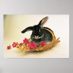 Coelho da raposa de prata nomeado flores de Boris Poster