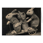Coelhos e gatinho, cartão