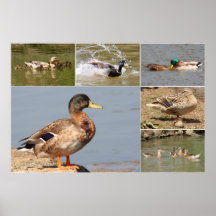 Colagem dos patos selvagens poster
