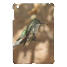 Colibri
