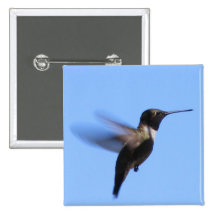 colibri 2J2 em vôo em um céu azul Botons