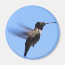 colibri 2J2 em vôo em um céu azul Ima