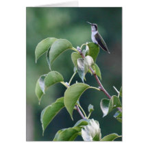 Colibri Cartao