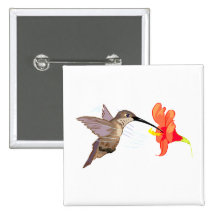 Colibri de Hubert Botons