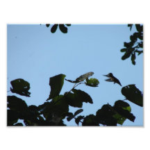 Colibri Foto