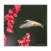 Colibri que alimenta em flores vermelhas bonito impressão em canvas