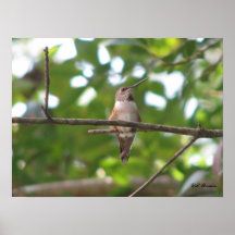 Colibri Rufous de setembro Impressão