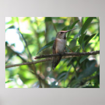 Colibri Rufous fêmea Pôsteres
