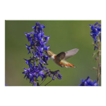 Colibri Rufous, rufus de Selasphorus, fêmea Impressão De Foto