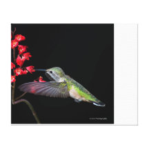 Colibri verde bonito em flores vermelhas impressão de canvas envolvidas