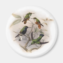 Colibris em vôo imãs de geladeira