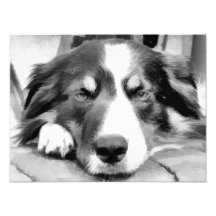 COLLIES DE BEIRA FOTOGRAFIAS