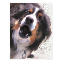 COLLIES DE BEIRA IMPRESSÃO FOTOGRÁFICA