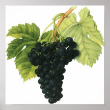 Comida do vintage, fruta, uvas do vinho tinto, fol pôsteres