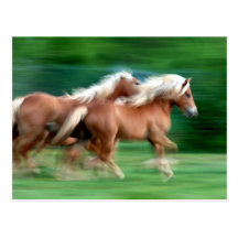 Competindo o cartão dos cavalos do Palomino Cartão Postal