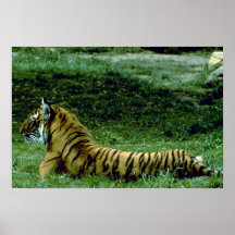 Comprimento completo que descansa, perfil do tigre posters