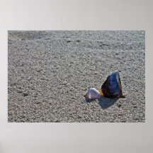 Conchas na praia posters