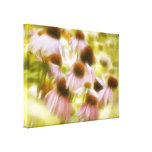 Coneflowers na manhã Sun Impressão De Canvas Envolvida