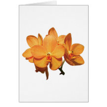 Conjunto de orquídeas alaranjadas cartões