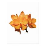Conjunto de orquídeas alaranjadas cartões postais