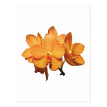 Conjunto de orquídeas alaranjadas cartões postais