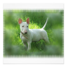 Convite de bull terrier