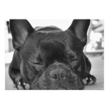 Convite do cão de Bull do francês