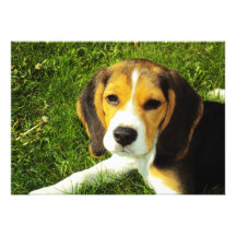 Convite do filhote de cachorro do lebreiro