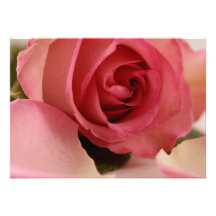 Convite do rosa do rosa