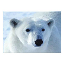 Convite do urso polar