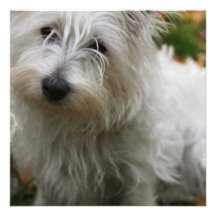 Convite ocidental do cão de Terrier das montanhas