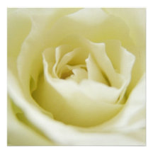 Convites do rosa branco