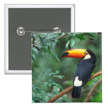 COR COMPLETA DA FOTO DE TOCO TOUCAN BOTON