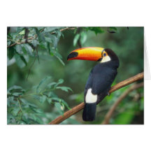 COR COMPLETA DA FOTO DE TOCO TOUCAN CARTOES