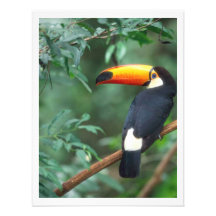 COR COMPLETA DA FOTO DE TOCO TOUCAN CONVITES PERSONALIZADOS